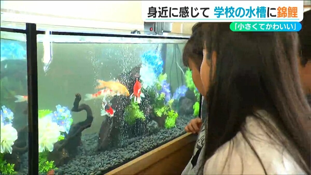 新潟発祥の泳ぐ宝石を身近に…小学校に錦鯉の水槽設置 児童たちの目は