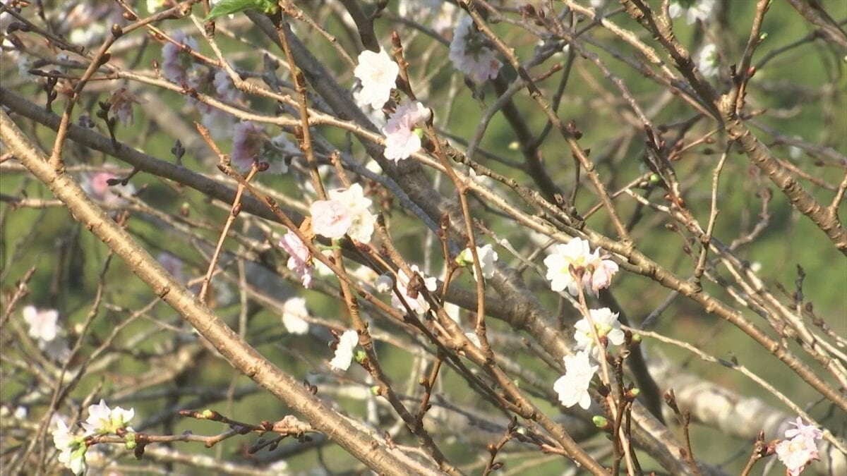 秋なのに…桜並木が突然開花 なぜ？ 「サクラ」と「ススキ」謎の