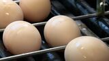 「一度入ったら全滅」養鶏場は警戒…鳥インフルエンザで卵の価格は? 需要が高まる季節を前に店も「不安」　|　静岡のニュース | SBSNEWS | 静岡放送