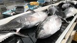 大船渡市魚市場に2024年度最多となるメジマグロ約900本を水揚げ 大量で漁獲上限に達する漁船も 岩手|TBS NEWS DIG