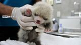 レッサーパンダの赤ちゃん、2年ぶりに誕生 一般公開は2025年秋頃の予定=静岡市・日本平動物園 | 静岡のニュース | SBSNEWS | 静岡放送