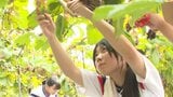 高校生が地元特産ブドウの収穫とワイン仕込みを体験 大分・宇佐市 | 大分のニュース|OBS NEWS|大分放送