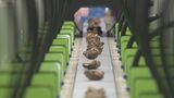 AIで乾しいたけの種類や大きさを選別 大分県椎茸農協で全国初導入 | 大分のニュース|OBS NEWS|大分放送