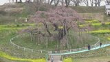【開花】三春滝桜、5輪以上の開花確認 見頃は今度の土日か 福島・三春町 | 福島のニュース│TUF