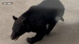 飛び跳ねるように建物へ…　田んぼに体長1ｍ30cmのクマ1頭が出没　猟友会が駆除　相次ぐクマの出没　目撃件数は2024年を100件以上上回る　青森県　|　青森のニュース│ATV NEWS│青森テレビ