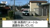 【動画】庄内町・鮭川村では緊急銃猟でクマを駆除 酒田市では住宅街の道路を歩くクマ(山形)|TBS NEWS DIG