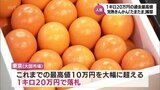 1キロ20万円　最高値を大幅更新　みやざき完熟きんかん「たまたま」今季の販売解禁　|　MRTニュース ｜ ＭＲＴ宮崎放送