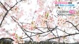 桜中継 薩摩川内市・寺山いこいの広場 チューリップも咲いて春爛漫 | 鹿児島のニュース|MBC NEWS|南日本放送