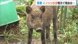 「イノシシ、イノシシ」取材中にも遭遇 2か月半で19件の目撃相次ぐ集落 理由は“人慣れ”か 新潟市西蒲区 | 新潟のニュース・天気|BSN NEWS|BSN新潟放送