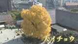 “銀杏城” とも言われる『熊本城』 大イチョウ見頃で黄金色に輝く | 熊本のニュース|RKK NEWS|RKK熊本放送