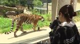 絶滅危惧種「アムールトラ」展示施設がリニューアルオープン…長野市の茶臼山動物園「アムールトラの森」生息地のシベリアの針葉樹林を再現 | SBC NEWS | 長野のニュース | SBC信越放送
