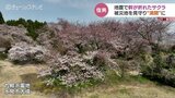 地震に負けず咲き誇る氷見のサクラ　立山連峰と富山湾を一望できる高台で満開　富山・氷見市|TBS NEWS DIG