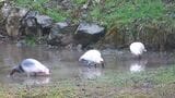 能登地域トキ放鳥 2度目の放鳥場所は石川・中能登町春木地区に決定 推進協議会が「えさ資源量」など総合的に評価　|　石川県のニュース｜MRO北陸放送