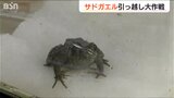 世界で“佐渡にしかいない”絶滅危惧種『サドガエル』の引っ越し大作戦|TBS NEWS DIG