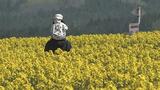 一面を埋め尽くす圧巻の“黄色い絨毯”に「きれいで感動しています」本州最大規模90ヘクタールに作付された『菜の花』が見頃に 青空と花畑の織り成す絶景がここにあった 青森県横浜町|TBS NEWS DIG