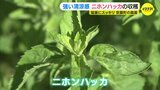 猛暑にスッキリの強い清涼感 ニホンハッカの収穫 かつては国内最大の産地|TBS NEWS DIG
