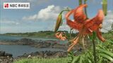 梅雨に咲く「コオニユリ」 五島の海岸で満開 うなだれて咲く可憐な姿【動画】 | 長崎のニュース | 天気 | NBC長崎放送