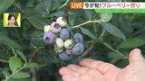 ピザにチーズケーキ、かき氷も…今が旬!観光農園でブルーベリー狩り 福島・いわき市 | 福島のニュース│TUF