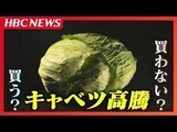 キャベツ高値止まらず…農水省発表の平均価格534円と平年の約3倍!「お好み焼き」「トンカツ」を乗り切る食材と工夫レシピ|TBS NEWS DIG