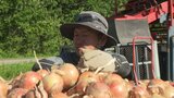 昨年の干ばつを乗り越え甘み十分の豊作に 日本一の産地から届く秋の便り 北海道北見市でタマネギの収穫作業が盛ん 生産者「全国の皆さんに食べてほしい」 | 北海道のニュース|HBC北海道放送