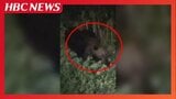 家庭菜園にクマ出没、スイカを食い荒らす映像 体長約1.5mがくわえて…フライパンをたたいて追い払う 食害にあった女性「信じられなかった」北海道江差町 | 北海道のニュース|HBC北海道放送