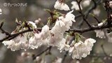 日本海側の内陸や山間部で雪か 富山のサクラ開花はいつ?【寒気と風 シミュレーション】週明け中ごろ…そこらじゅうで開花 | 富山のニュース|天気・防災|チューリップテレビ