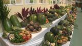 沖縄の県産品が一堂に おきなわ花と食のフェスティバル開催|TBS NEWS DIG