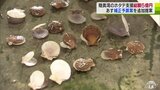 「ホタテ支援」に約5億円 猛暑による稚貝の大量へい死「災害に等しい」親貝の確保や漁業者へ金融面で支援など宮下宗一郎青森県知事が県議会に補正予算案を追加提案|TBS NEWS DIG