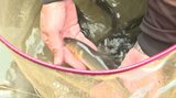 山国川でアユの友釣り解禁 漁協「水の濁りが少なく順調に育っている」 大分 | 大分のニュース|OBS NEWS|大分放送