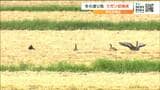 厳しい残暑続く中『冬の渡り鳥』マガン6羽が去年より1日早く初飛来 宮城・登米市 |TBS NEWS DIG