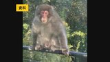 目が合うと飛びかかってきて攻撃されるおそれも…目撃相次ぐ、サルに注意!いわき市で6月以降19件 福島 | 福島のニュース│TUF