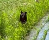 【動画あり】「こっち来てる、やばいやばい」車を怖がらず近づいてくる子グマ 顔が見えてくると“威圧感”|TBS NEWS DIG