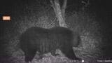 ツキノワグマが果樹園の梨200個を食い荒らす被害発生 周辺にはクマのものと思われるフンも…24日~29日までに同じ町内でクマによる食害を4件確認|TBS NEWS DIG
