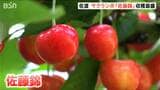 “トキと黄金の島” 佐渡島でサクランボ「佐藤錦」収穫が最盛 今年は豊作です 新潟・佐渡市 | 新潟のニュース・天気|BSN NEWS|BSN新潟放送