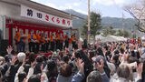 約500メートルの桜並木「前田さくら祭り」 | 福岡のニュース|RKB NEWS|RKB毎日放送