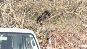 「柿の木の上に登ったままクマが下りてこない」クマ2頭が柿の木にとどまる 岩手・岩泉町|TBS NEWS DIG