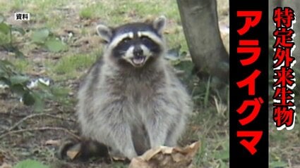 可愛い顔して凶暴！？特定外来生物「アライグマ」が熊本・立田山で初