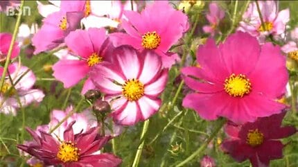 闘病中の友人を励ますために植えたコスモスが100万本に」地元の児童が