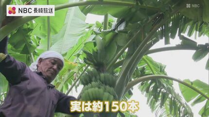 南国でもない長崎県五島市の民家の庭に バナナの実 150本! 気になるお 南国でもない長崎県五島市の民家の庭に バナナの実 150本! 気になるお
