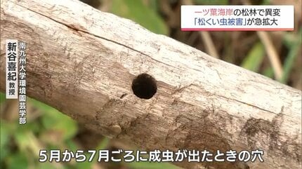 切り札の「抵抗性マツ」も枯れる 深刻化する松くい虫被害の実態