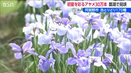 170種・30万本 色とりどりのアヤメが咲き誇る「瓢湖あやめ園」 春先の
