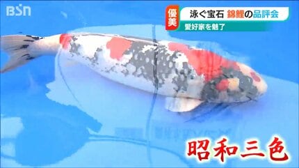 けんかをしない、平和の象徴」“泳ぐ宝石”ニシキゴイ 国内外注目の565匹