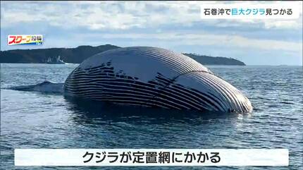 体長6メートルのミンククジラで死んだ状態」定置網にクジラ引っかかる