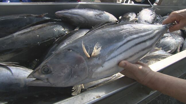 小名浜港に初夏の味覚…カツオの初水揚げ 例年より1か月遅く 福島・いわき市|TBS NEWS DIG
