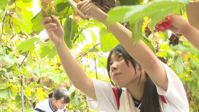 高校生が地元特産ブドウの収穫とワイン仕込みを体験　大分・宇佐市|TBS NEWS DIG