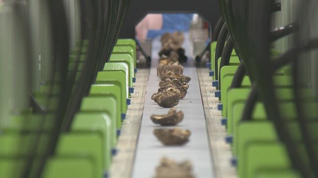 AIで乾しいたけの種類や大きさを選別　大分県椎茸農協で全国初導入|TBS NEWS DIG
