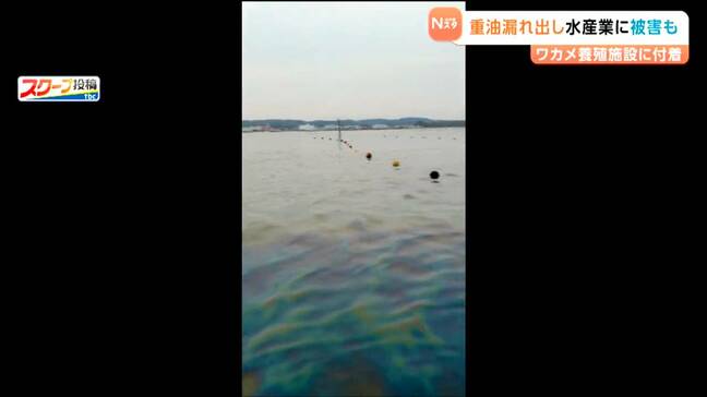 宮城・塩釜港で船から重油流出 "養殖ワカメに影響か" 県漁業協同組合「最盛期で被害甚大と感じている」|TBS NEWS DIG