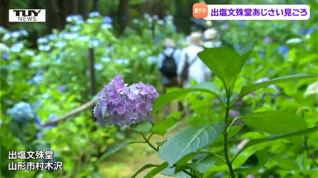 竹で作られたカタツムリもお出むかえ！　500メートル超の参道を彩る"あじさい" が見ごろ　素敵な遊び心も感じる "あじさい参道" での楽しみ方は色々！（山形市）|TBS NEWS DIG