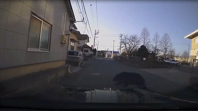 【独自動画】目の前に突然クマ！　中学校から飛び出し民家の敷地に逃走！　パトカーが拡声器で「クマいるよ！」…逃走したクマは未だ見つからず（山形市）|TBS NEWS DIG