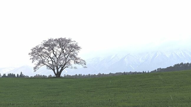 人気の撮影スポット、小岩井の一本桜は五分咲き程度　岩手・雫石町|TBS NEWS DIG